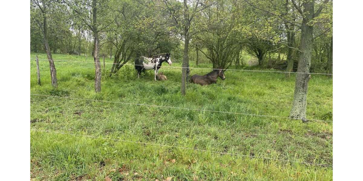 Ihr Traumhaus wartet auf Sie – sofort bezugsbereit! 5 zimmer