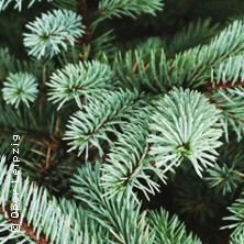 Adventskonzert der Musikalischen Komödie 09.12.2025 Altes Rathaus