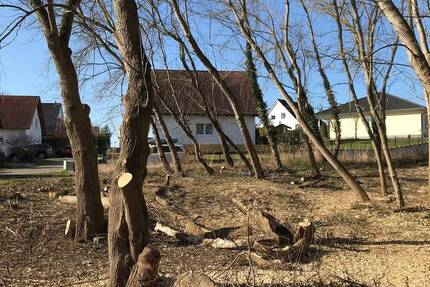 Letztes Baugrundstück in Neubausiedlung (B-Plan) von Hohenmölsen mit ca. 720 m² zimmer