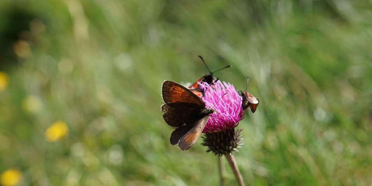 Grundstück Markkleeberg - 860.000&euro; | Angebot:24705173