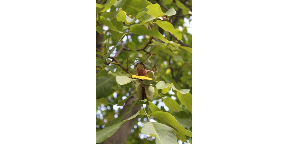 Schöne 2-Zimmer-Wohnung in Schönefeld-Abtnaundorf 2 zimmer