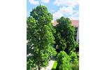 Etagenwohnung Leipzig Nordwest - 2 Zimmer, 67 m&sup2;, 690&euro; | Angebot:25974076