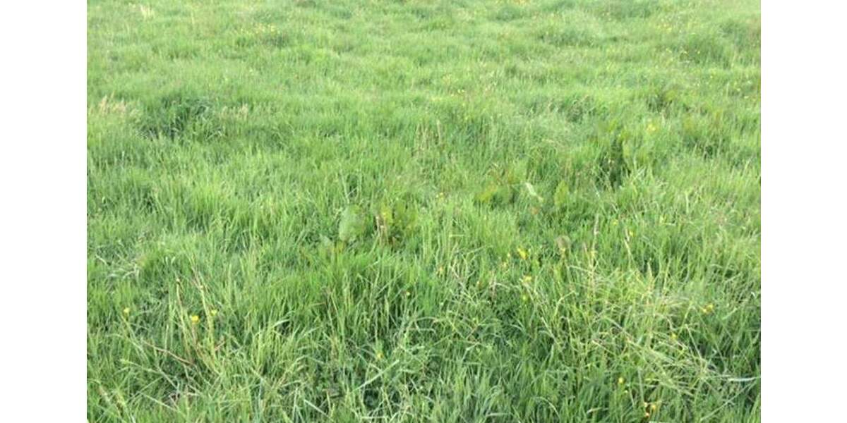 Attraktives 7.600-m²-Gewerbegrundstück in Leipzig-Heiterblick - provisionsfrei im Share Deal zimmer