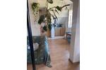 Etagenwohnung Leipzig Nordost - 2 Zimmer, 53 m&sup2;, 50&euro; | Angebot:26383935