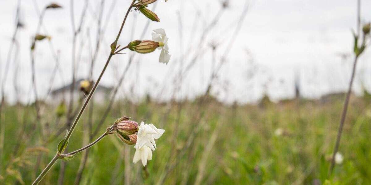 Grundstück Lützen - 77.520&euro; | Angebot:25736584