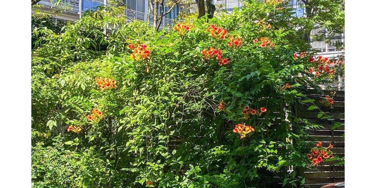 Einfamilienhaus Leipzig Reudnitz-Thonberg - 3 Zimmer, 265.000&euro; | Angebot:25673760