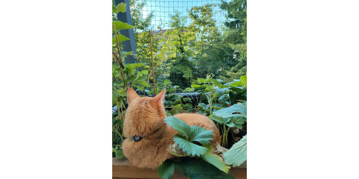 Etagenwohnung Leipzig Nordwest - 2.5 Zimmer, 75 m&sup2;, 925&euro; | Angebot:25710910