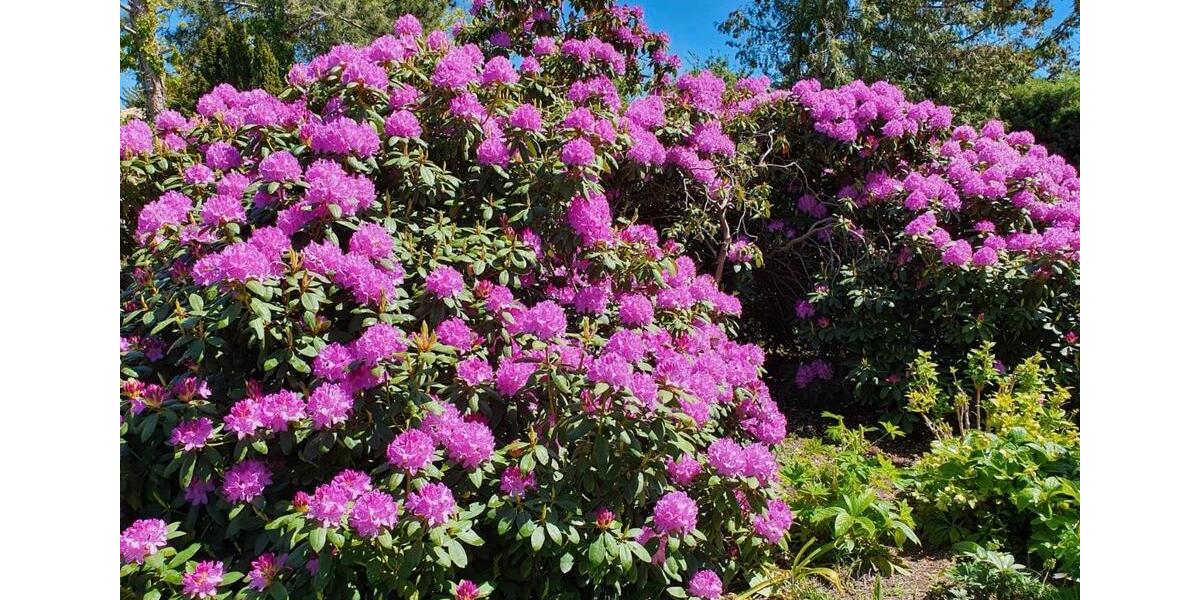 Doppelhaushälfte Leipzig Lausen-Grünau - 5 Zimmer, 100 m&sup2;, 549.000&euro; | Angebot:26067412