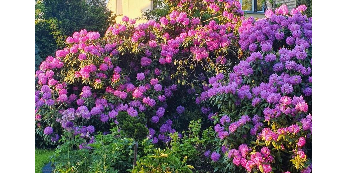 Doppelhaushälfte Leipzig Lausen-Grünau - 5 Zimmer, 100 m&sup2;, 549.000&euro; | Angebot:26067412